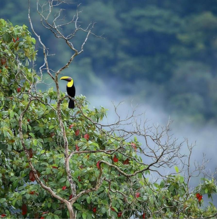 Mango Lodge, Costa Rica, Bungalow Rentals & Art Retreat Lagunillas 外观 照片